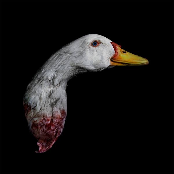 Photograph Antonio Strafella Duck on One Eyeland